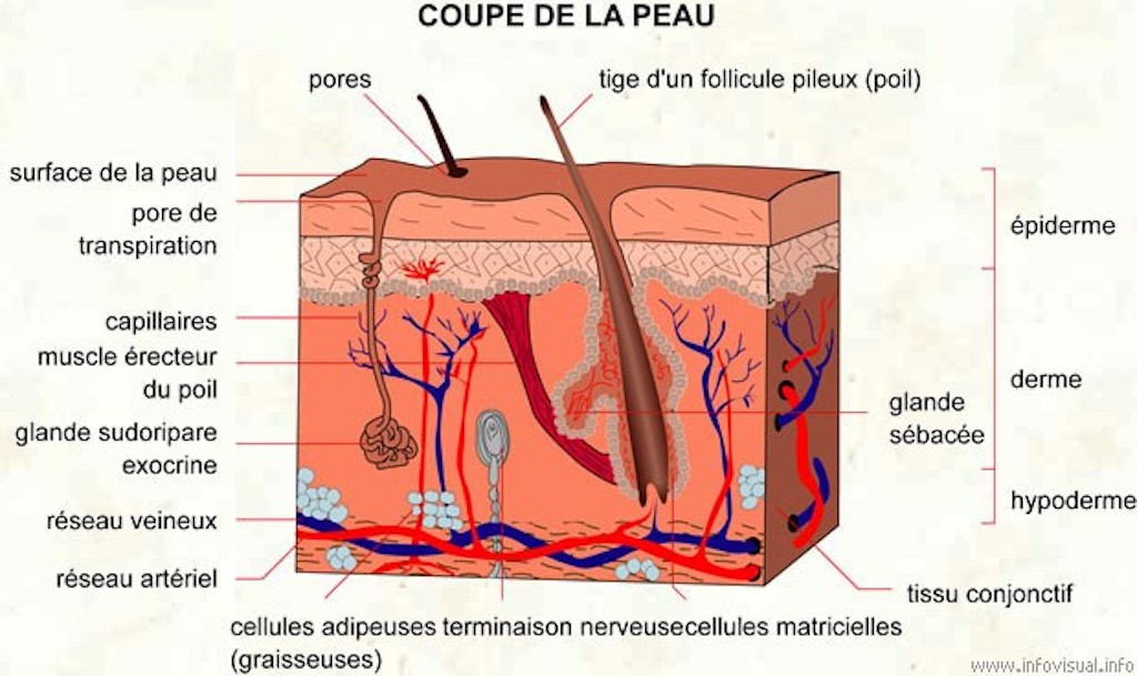 Schéma de la peau